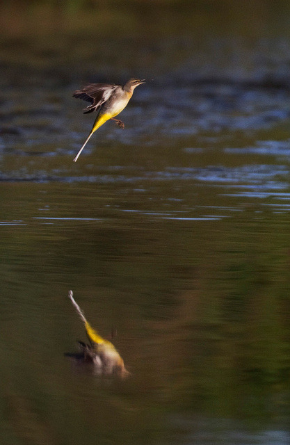 Grey Wagtail