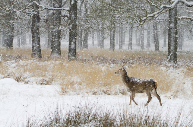 Red deer