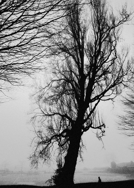 Tree-bw48.jpg