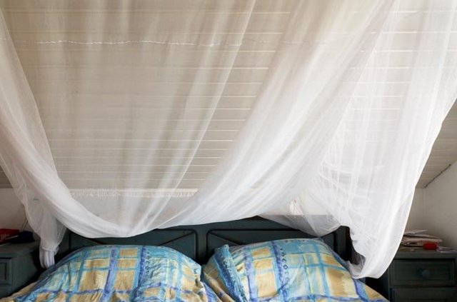 The Mosquito Net, Germany