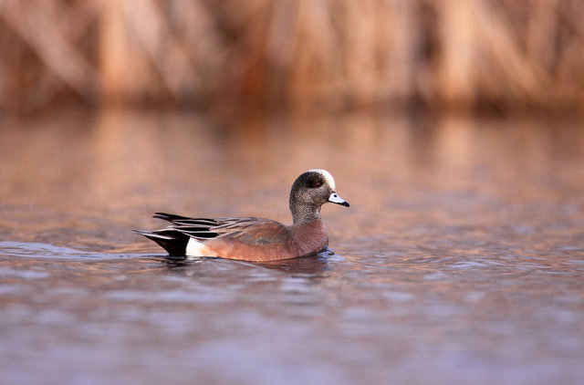 American Wigeon, March, South Central Ohio