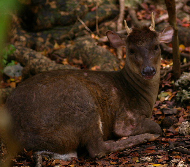 Barbados Wildlife Reserve 2nd Visit (23) VB.JPG