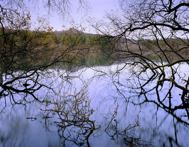 Trees at Burrator.jpg