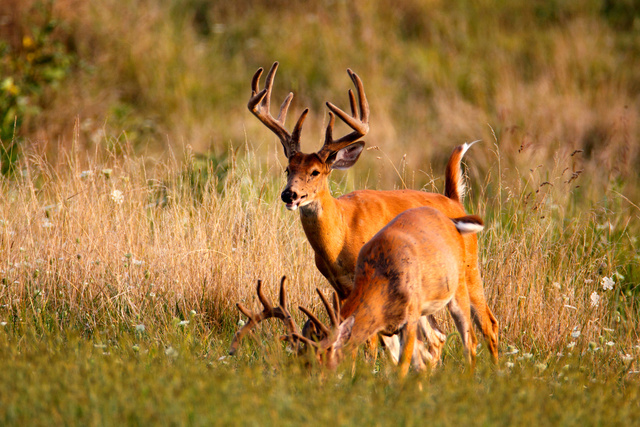 White-tailed Deer, Ohio