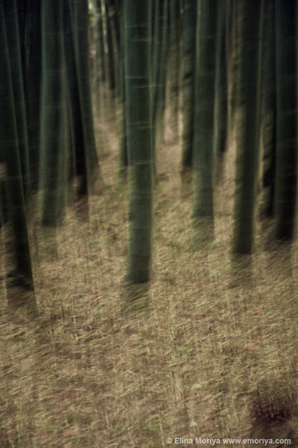 emoriya_homelandscape_web_Alluring_curiosity.jpg