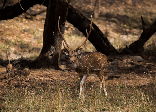 Spotted Deer