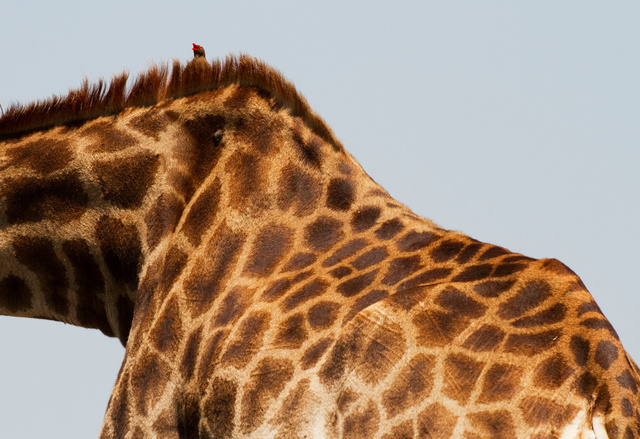 Red-billed Oxpecker on giraffe