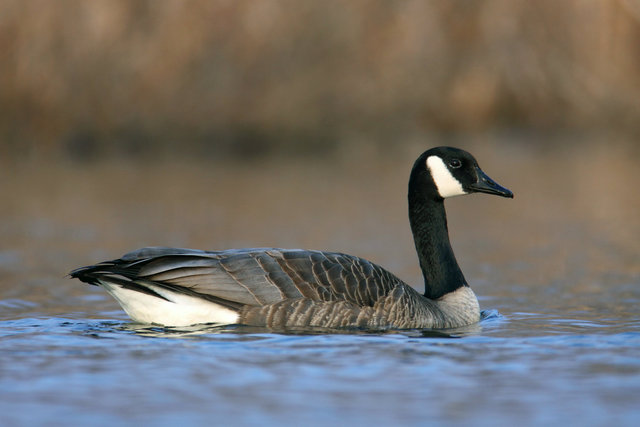 Canada Goose, March, South Central Ohio