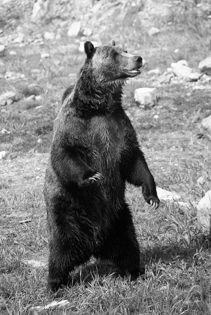 Bear8.jpg