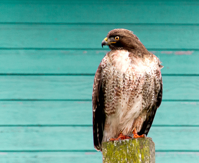 Red-tail Hawk, Point Reyes, California