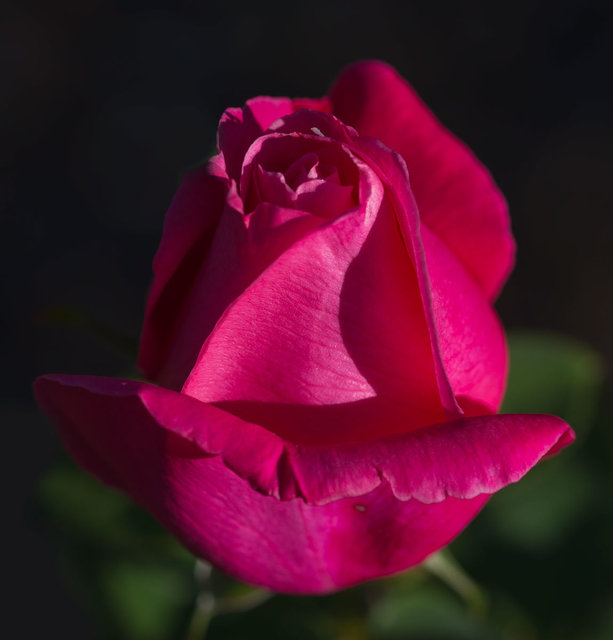 Rosebub_DSC8249-1-as-Smart-Object-1.jpg