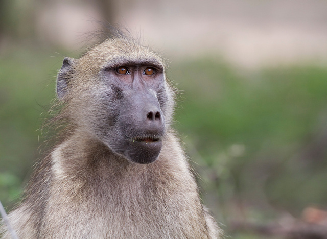 Baboon