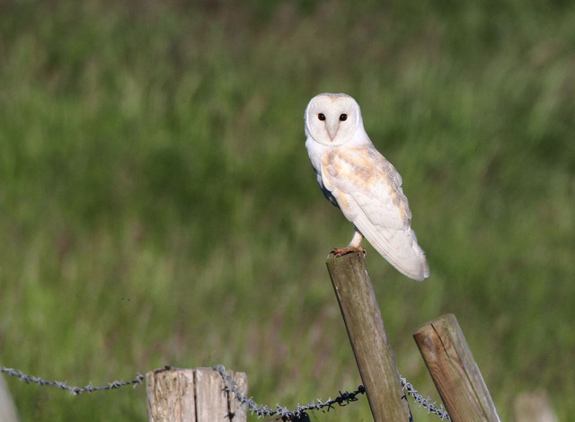 Barn Owl