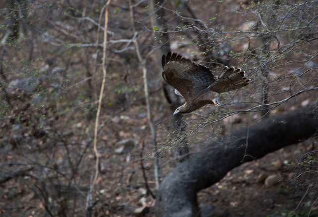 Oriental Honey-buzzard