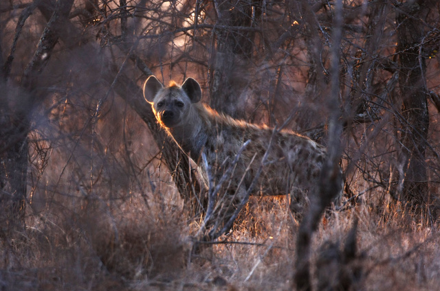 Hyena