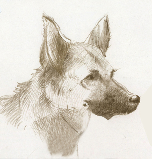 Bucky,2011l.jpg