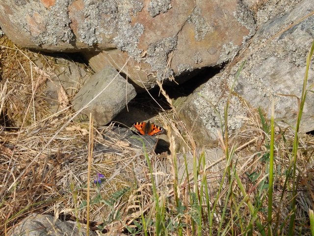 Sunbathing Small Tortoiseshell Butterfly by Alison