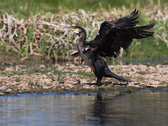 Cormorant