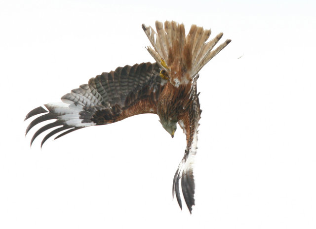 Red Kite