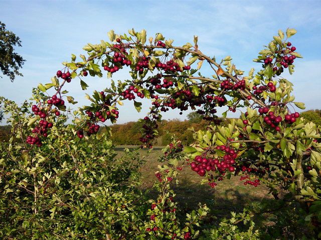 Red berries near Ayot Greenway (2) VB.JPG