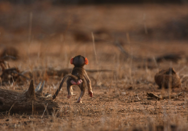 Baby baboon