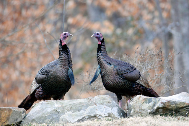 Wild Turkey, Ohio