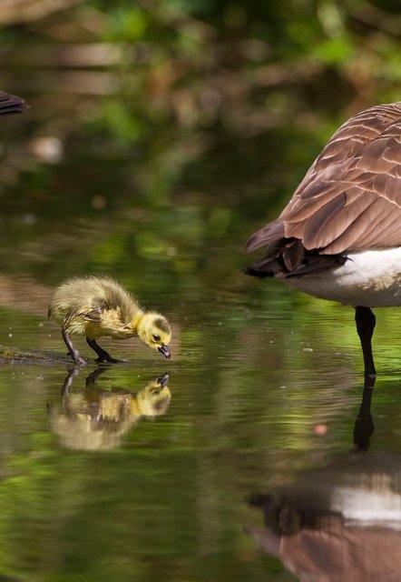 Canada goose with young