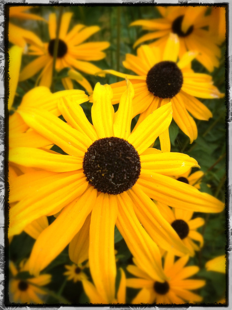 I met a Daisy...