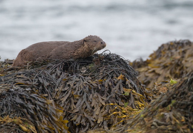Otter
