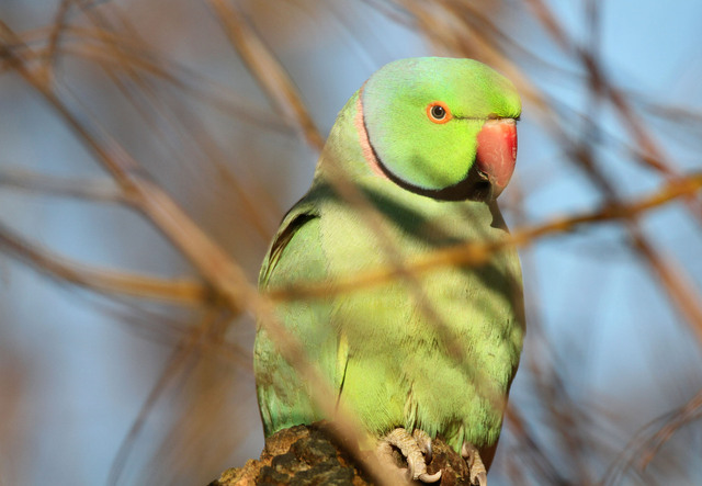 Ring-necked parakeet