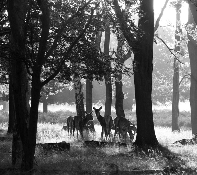 Red Deer Hinds
