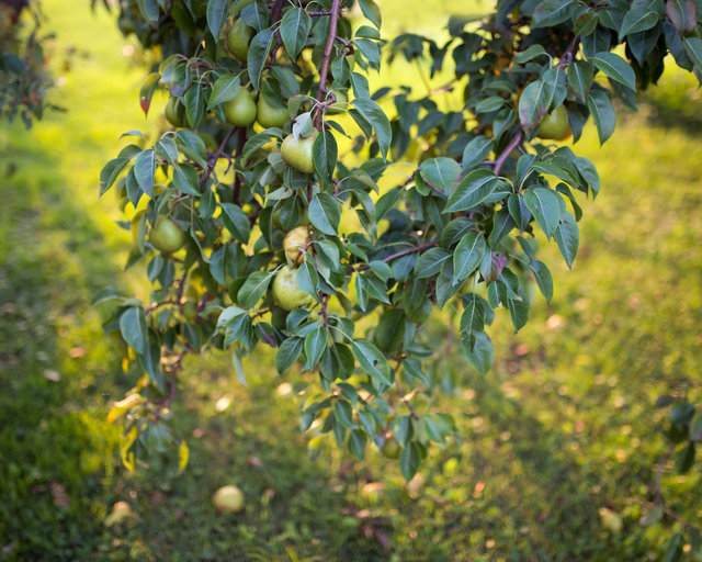 inheiritingthepeartree.jpg