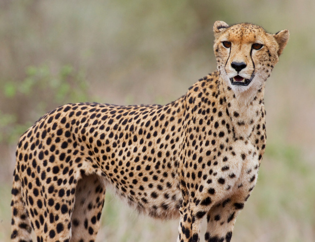 Cheetah