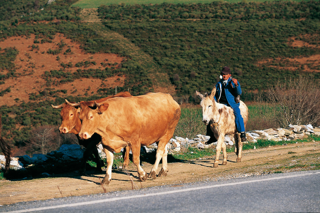chemin en galice 3.jpg