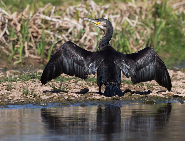 Cormorant