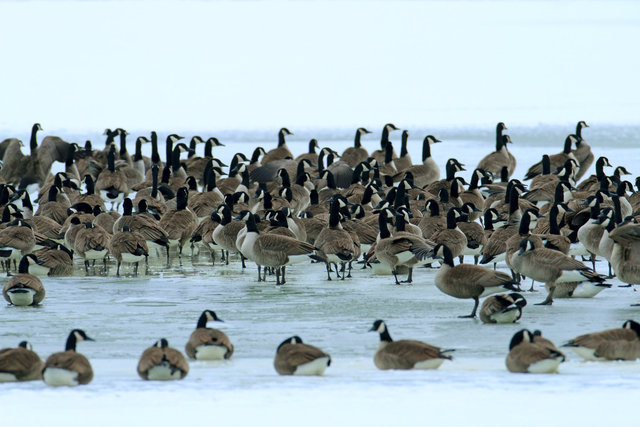 Canada Geese, February, southern Ohio