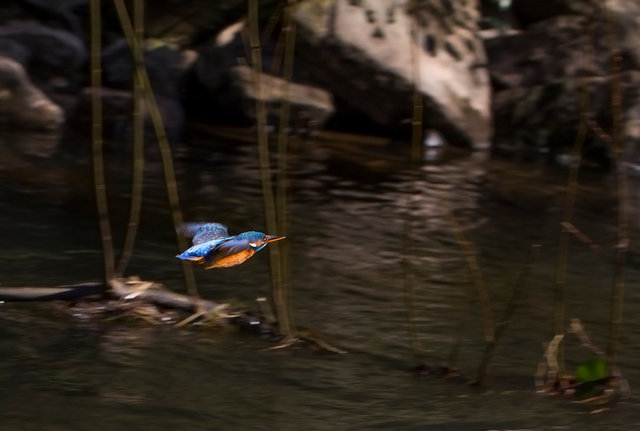 Kingfisher