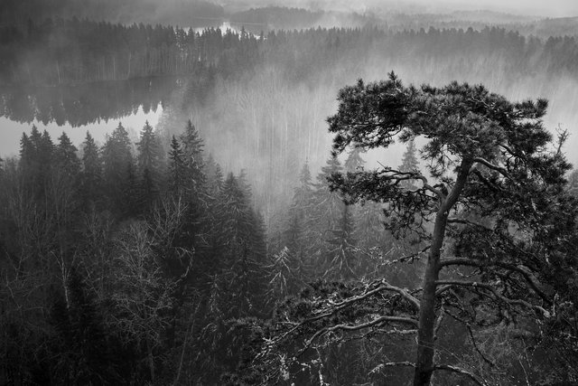 Fog - Aulanko
