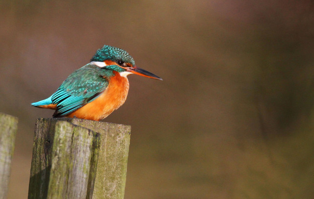 Kingfisher
