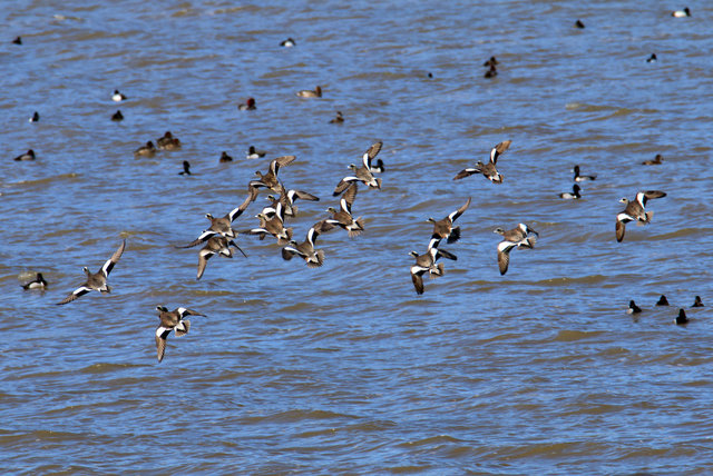 American Wigeons, March, Ohio