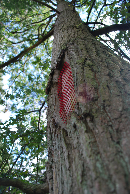 Tree restorations