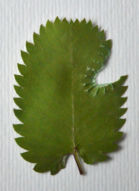 DSC_7060.jpg