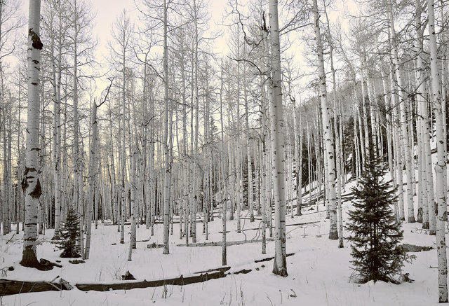 AspenGroveInSnow9x13TrialAH_1_MG_9055.jpg