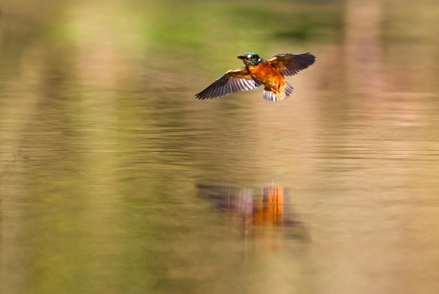 Kingfisher