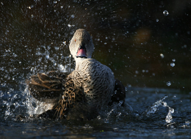 Teal Duck