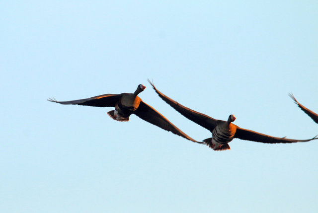 Greater White-Fronted Geese, southern Ohio, February