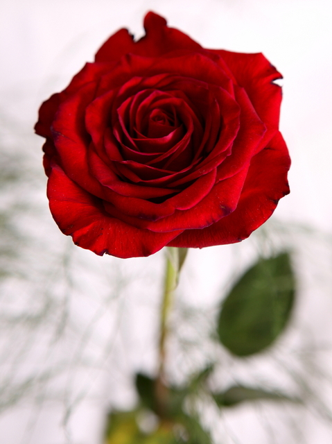 Flora