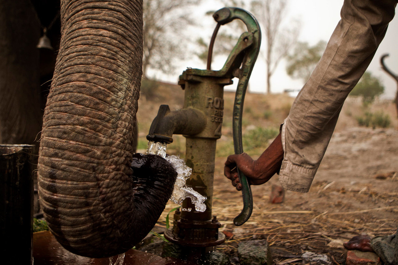 Last Elephants of Delhi