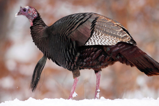 Eastern Wild Turkey, winter, Ohio