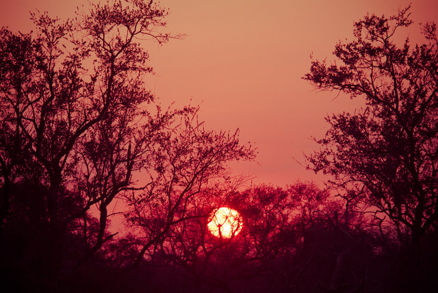 Kruger Sunset